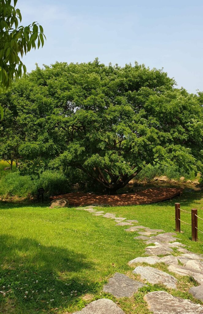 RCE세자트라숲 조