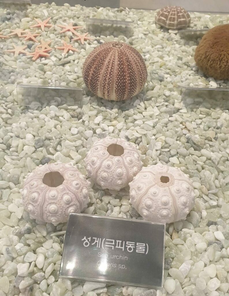 성게
