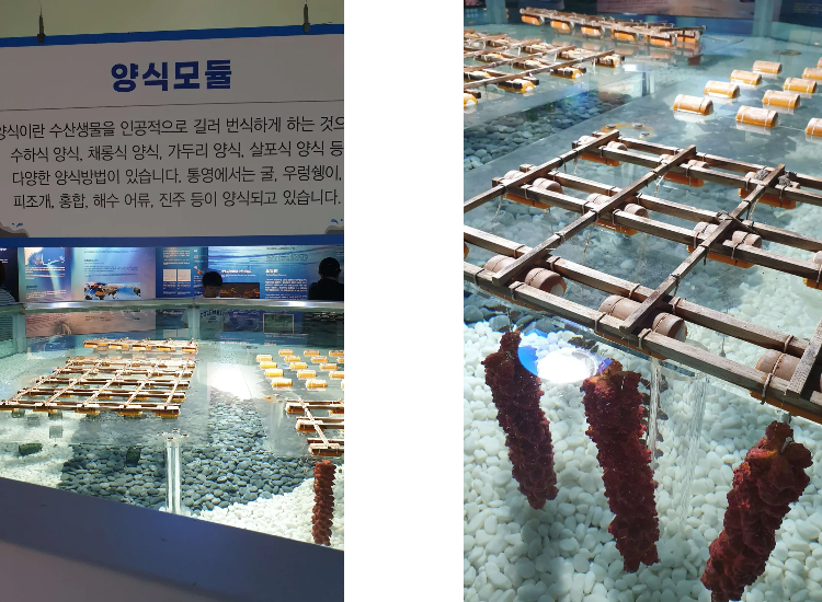 굴 양식